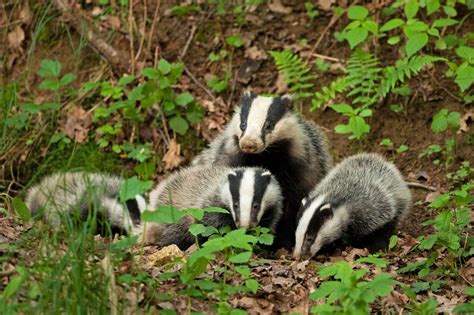Badger Cull On The Cards For Northern Ireland Uk