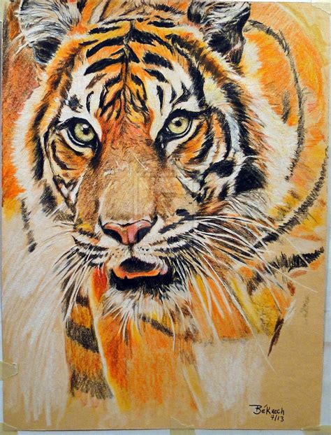 How To Draw A Tiger With Colored Pencils Peepsburghcom