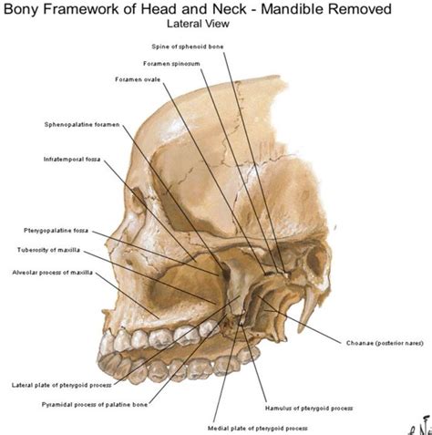 Lateral View Of Skull Mandible Removed Netter Anatomy Sphenoid