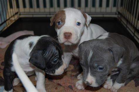 Sorry, we aren't selling any dogs. picture of pitbull puppies with blue eyes.jpg (19 comments) Hi-Res 720p HD