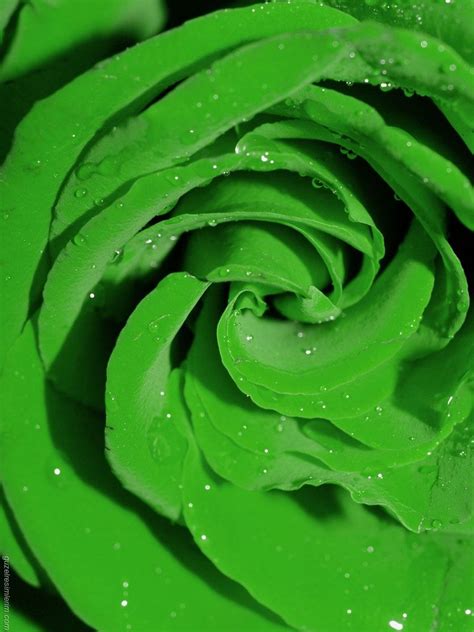 Use them in commercial designs under lifetime, perpetual & worldwide rights. Green Rose | Green rose, Flower photos, Shades of green