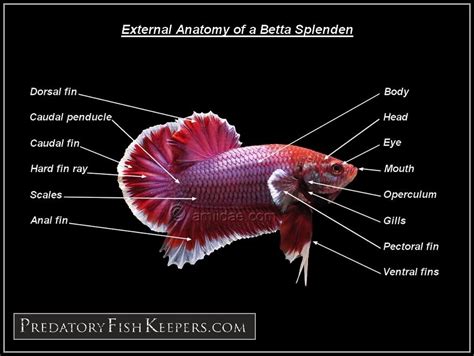 Betta Anatomy