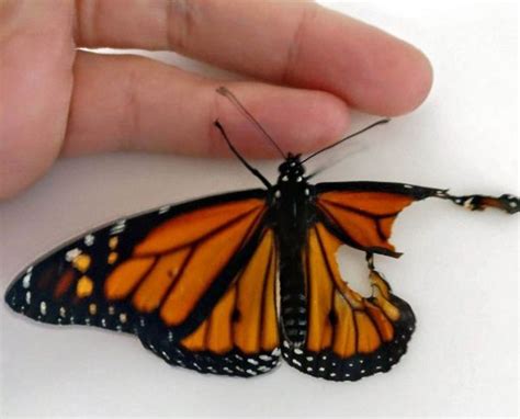 Popravila Sam Slomljeno Krilo Leptira U Sećanje Na Majku Bbc News Na