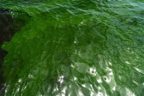 Erdc Overcomes Challenges In Harmful Algal Bloom Removal Research