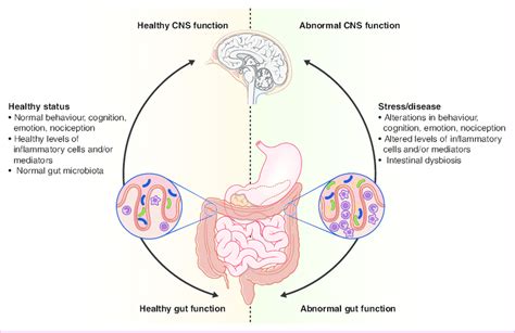Impact Of The Gut Microbiota On The Gut Brain Axis In Health And Download Scientific Diagram