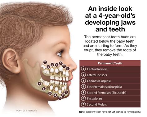 About Teeth — Johnson Pediatric Dental