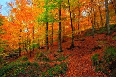 Forest Turkey Bursa Tree Autumn Landscape