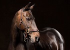 Professional Horse Pictures | EqSP Equine Studio Photography - UK Horse ...
