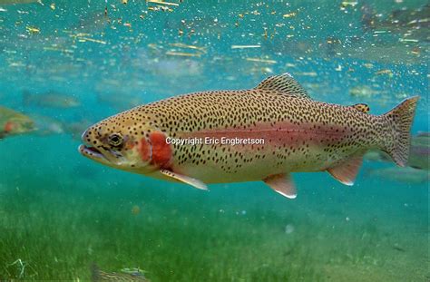 Rainbow Trout Engbretson Underwater Photography