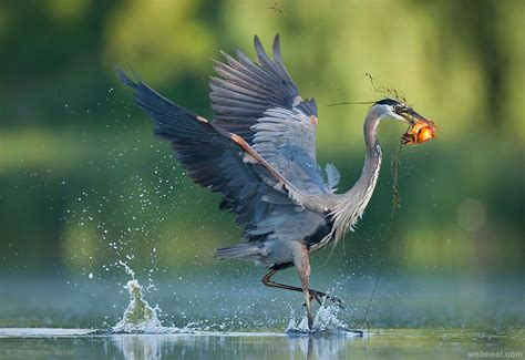 25 Most Beautiful Bird Photography Examples And Tips For