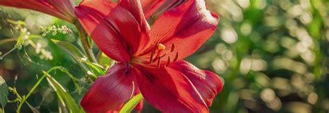 Lilium Lily Flower Planting And Care Guide Garden Express