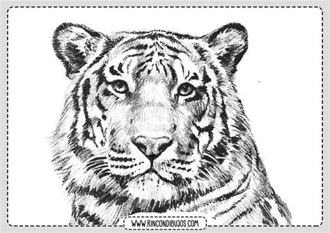 Dibujo De Tigre Para Colorear Rincon Dibujos