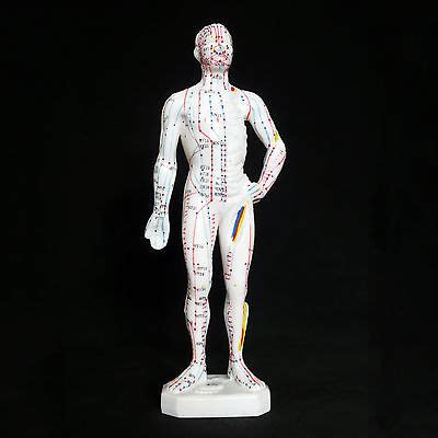 26cm Male Acupuncture Model Anatomical Medical Anatomy Chinese