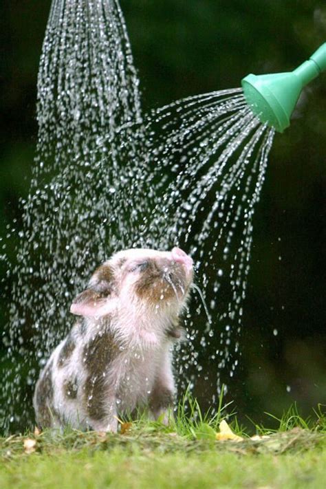 Cooling Off From The Summer Heat Cute Animals Cute