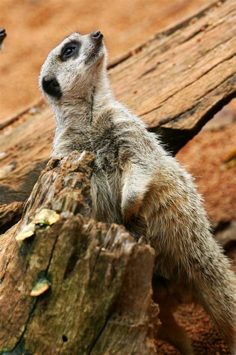 Meerkat Free Stock Photos And Pictures Meerkat Royalty Free And Public