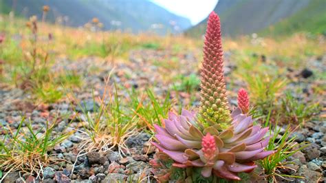 Cgtn Nature Changbai Mountain Series Ep 3 Lively Tundra Flowers Cgtn