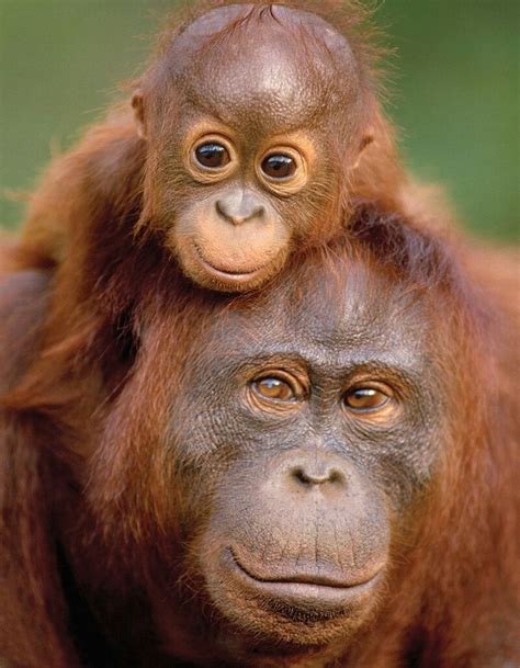 1142 Best Beloved Orangutans Images On Pinterest Baby