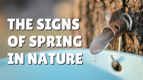 First Signs Of Spring In Nature 💐🌤️ Youtube