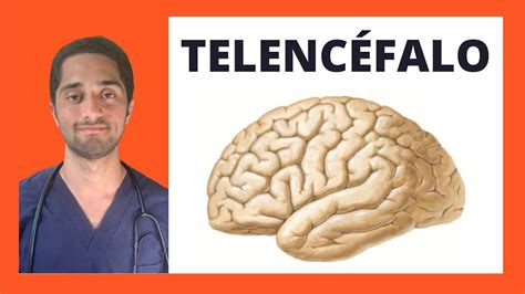 AnatomÍa Del Cerebro TelencÉfalo NeurologÍa Youtube