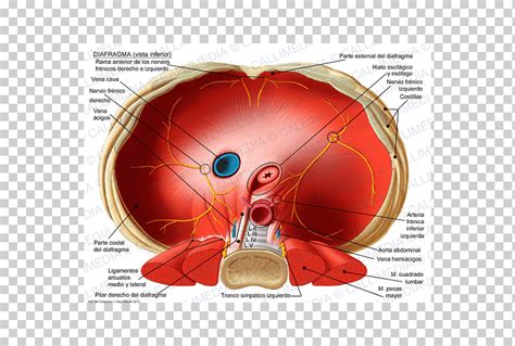 Diafragma Torácico Crus De Diafragma Nervio Frénico Esófago Hiato Cava