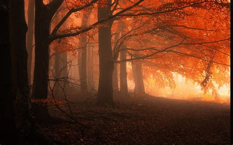 Landscape Nature Mist Forest Fall Trees Leaves Sunrise Orange