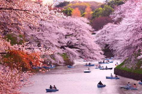 Springs Almost Here The Most Beautiful Cherry Blossoms Around The