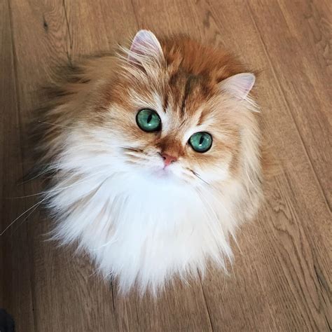 Meet Smoothie The World S Most Photogenic Cat
