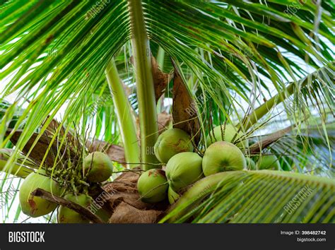 Bunch Coconut On Image And Photo Free Trial Bigstock