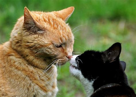 Kitty Kisses Photograph By Mary Anne Williams Fine Art America