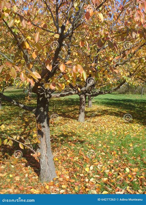 Autumn Cherry Trees In The Garden Stock Image Image Of Trees Outdoor