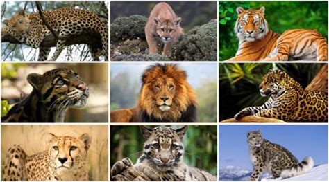 7 Big Cats In The World Lion Cheetah Tiger Leopard Jaguar Puma Lynx