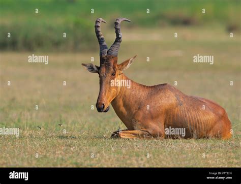 El Hartebeest Lelwel Fotografía De Stock Alamy