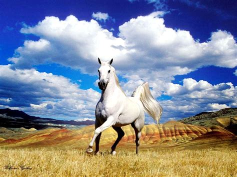 White Horse Wallpapers Wallpaper Cave