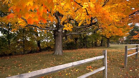 Download Wallpaper 1920x1080 Tree Autumn Fence Maple Leaf Fall Full