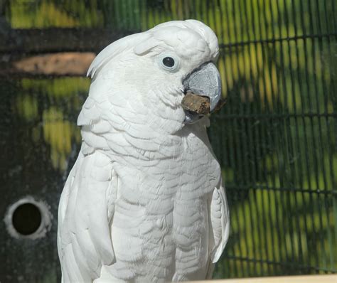 White Parrots My Pets