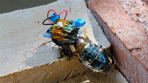 Robot Cockroaches With Solar Powered Packs Could Help Future Search And Rescue Missions