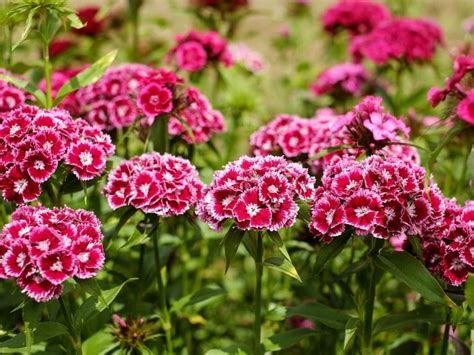 How To Grow Carnations Garden Lovers