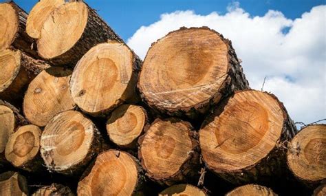 Top 15 Timber Producing Countries In The World