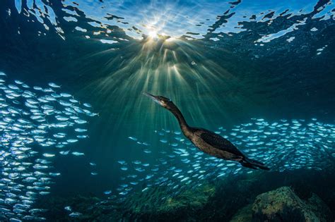Stunning Photographs From 2019 Ocean Art Contest Explore Depths Of