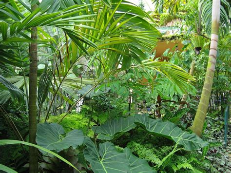 Tropical Plants Tropical Plants Florida Plants