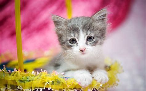 Kitten Baby Basket Cat Easter Wallpapers Hd Desktop And Mobile