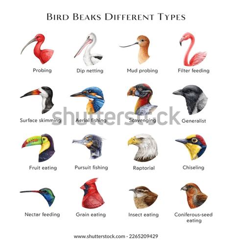 Bird Beaks Different Types Illustration Set Stock Illustration