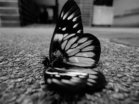 Black And White Images Of Butterflies 34 Background Wallpaper