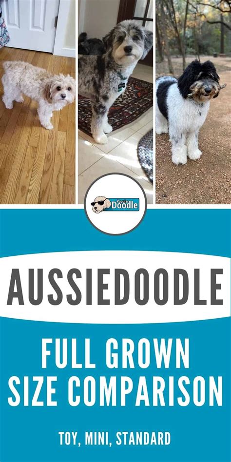 How Big Do Aussiedoodles Get Learn All About Aussiedoodle Sizes And