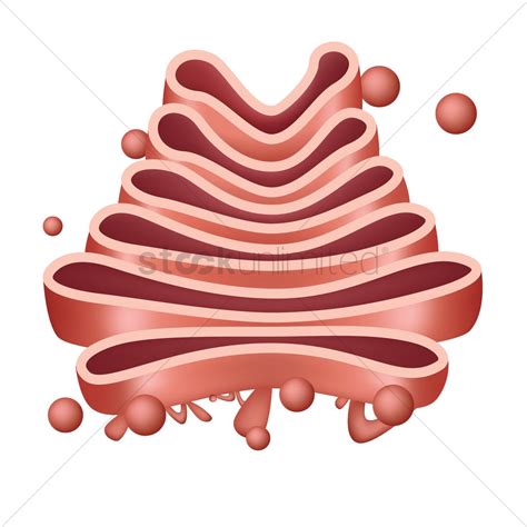 Golgi Body Clipart 20 Free Cliparts Download Images On Clipground 2024