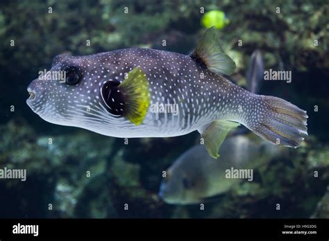 White Spotted Puffer Arothron Hispidus Marine Fish Stock Photo Alamy