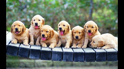 Funny And Cutest Golden Retriever Puppies Videos Compilation 44 Best