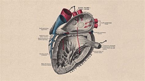 Heart Anatomy Wallpapers Top Free Heart Anatomy Backgrounds