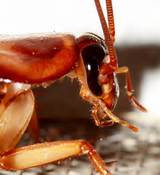 Pictures of Queen Cockroach