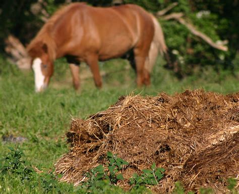 Life Lessons From Horse Manure Dr Tonia Winchester Elephant Journal